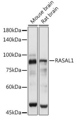 Western Blot: RASAL1 Antibody [NBP2-94543] - Western blot analysis of extracts of various cell lines, using RASAL1 antibody (NBP2-94543) at 1:3000 dilution. Secondary antibody: HRP Goat Anti-Rabbit IgG (H+L) at 1:10000 dilution. Lysates/proteins: 25ug per lane. Blocking buffer: 3% nonfat dry milk in TBST. Detection: ECL Basic Kit. Exposure time: 10s.